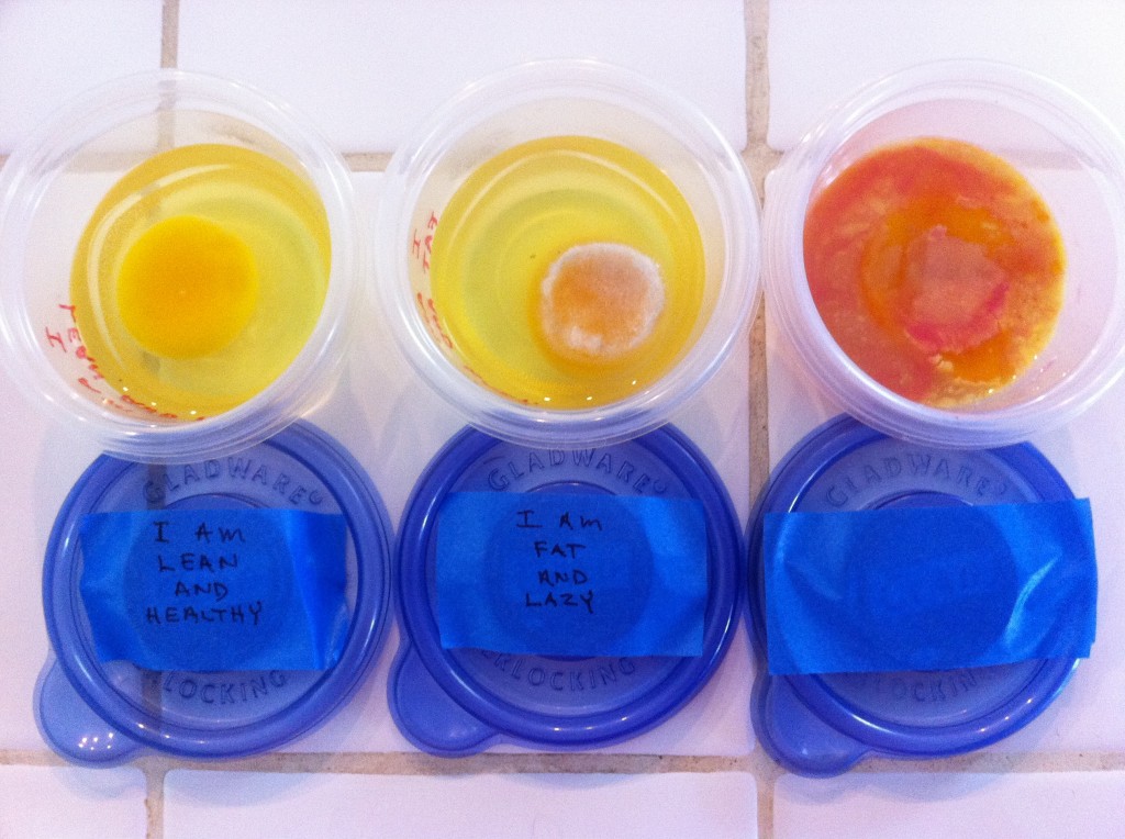 Egg After Lean Fat Ignore Comparison