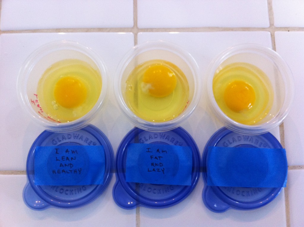 Egg Experiment Before Lean Fat Comparison